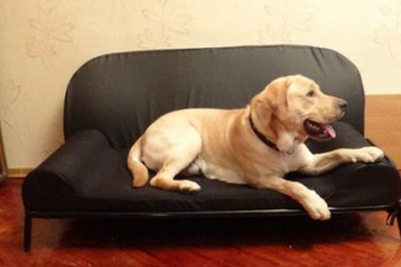 Диваны для собак. Как выбрать правильно диван для собаки?