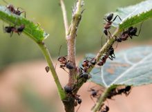 Как уничтожить муравьев на даче. Как избавиться от муровьёв?