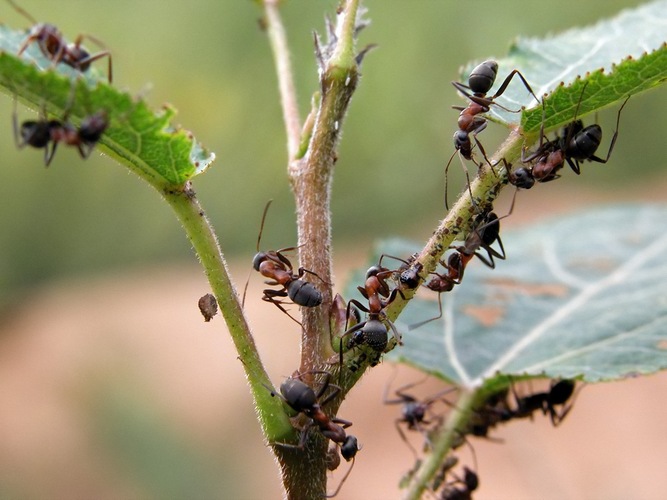 Как уничтожить муравьев на даче?