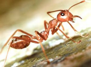 Как уничтожить муравьев на даче?