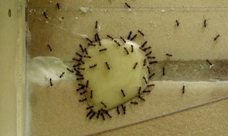Борьба с муравьями в доме. Муравьи в квартире. Домашние муравьи. Маленькие муравьи в квартире. Муравьи домашние мелкие.