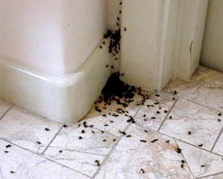 Химические способы борьбы с муравьями