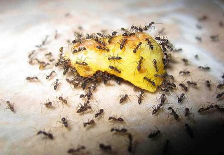 Народные способы уничтожения муравьев