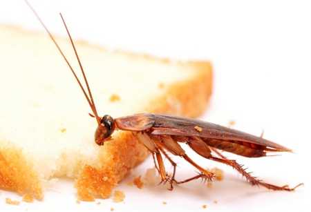 Как избавиться от тараканов – способы и средства