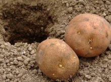 Выращивание картофеля на дачном участке - советы огороднику