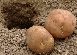 Выращивание картофеля на дачном участке