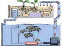 Аквапоника своими руками в домашних условиях