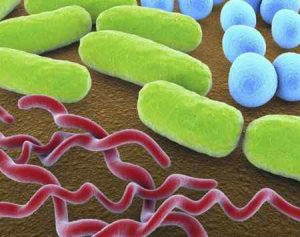 Бактерии для септиков и выгребных ям