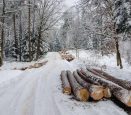 Преимущества зимнего леса для строительства