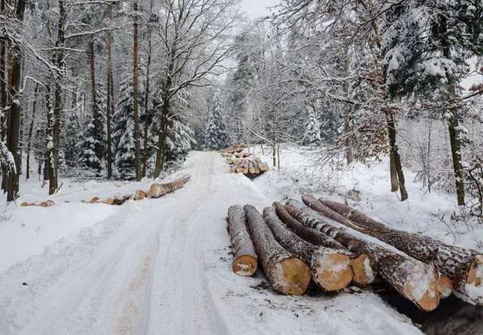 Преимущества зимнего леса для строительства