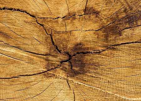 Летняя и зимняя древесина - в чем отличия?