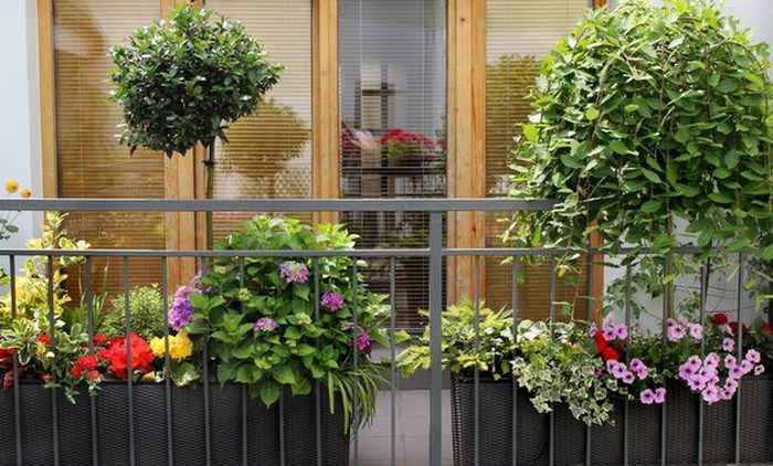 Какие растения подойдут для балкона в стиле бохо?