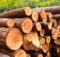 Фумигация древесины и пиломатериалов, способы, преимущества