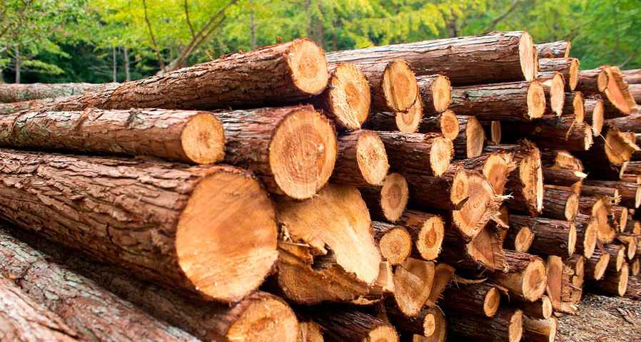 Что такое фумигация древесины